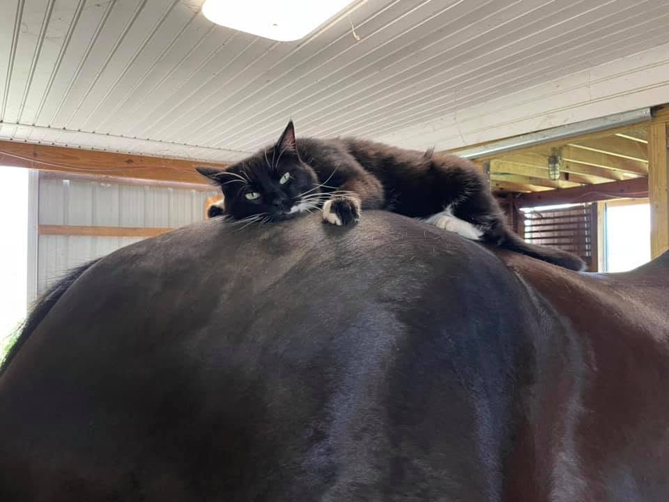 Even the barn cats are involved in horse care.